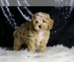 Small #3 Maltipoo