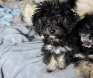 Poodle (Toy)-ShihPoo Mix Puppy for sale in MUNDELEIN, IL, USA