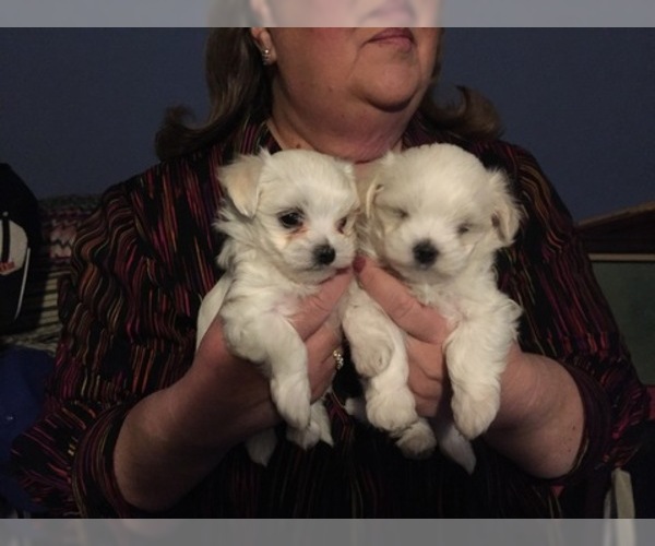 Medium Photo #70 Maltese Puppy For Sale in BRKN ARW, OK, USA