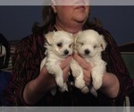 Small Photo #70 Maltese Puppy For Sale in BRKN ARW, OK, USA