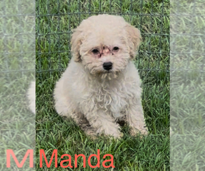 Maltese-Poodle (Toy) Mix Puppy for sale in AZLE, TX, USA