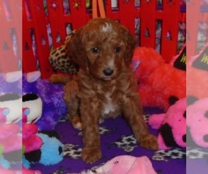 Poodle (Standard) Puppy for Sale in HOWE, Idaho USA