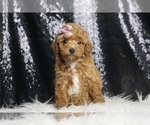 Puppy Peaches AKC Poodle (Miniature)