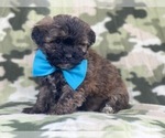 Small Photo #6 Shih-Poo Puppy For Sale in LAKELAND, FL, USA