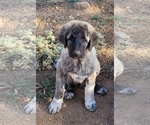 Puppy Violet Anatolian Shepherd