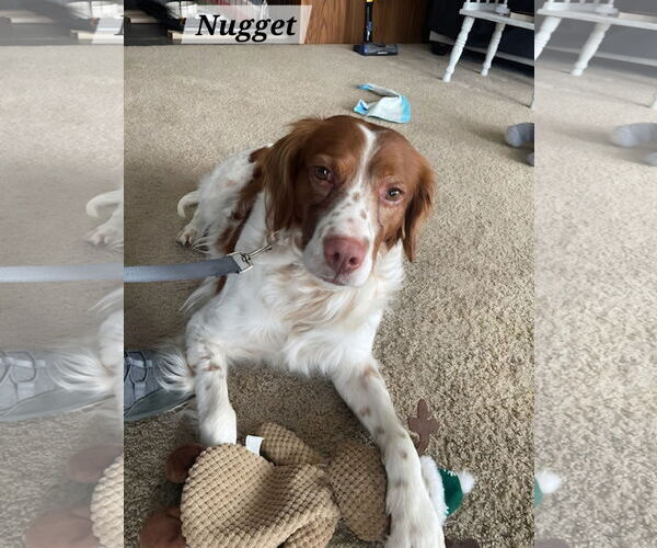 Medium Photo #2 Brittany Puppy For Sale in Curwensville, PA, USA