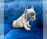 Small #8 French Bulldog