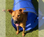 Small #7 Carolina Dog Mix