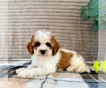 Small #3 Cavapoo (Miniature)