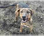 Small #4 Mountain Cur Mix