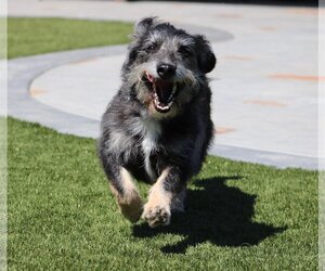 Knox - Male German Shepherd Dog-Unknown Mix Dog for Adoption - Photo #5