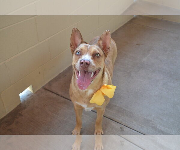 Medium Photo #1 American Pit Bull Terrier-Unknown Mix Puppy For Sale in McKinney, TX, USA