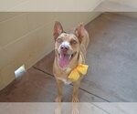 Small American Pit Bull Terrier Mix