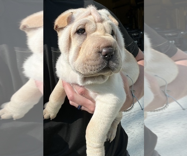 Medium Photo #2 Chinese Shar-Pei Puppy For Sale in OTTAWA LAKE, MI, USA
