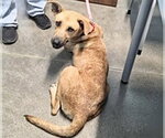 Small German Shepherd Dog Mix