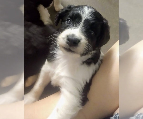 Medium Photo #7 Aussiedoodle Puppy For Sale in MARION, TX, USA
