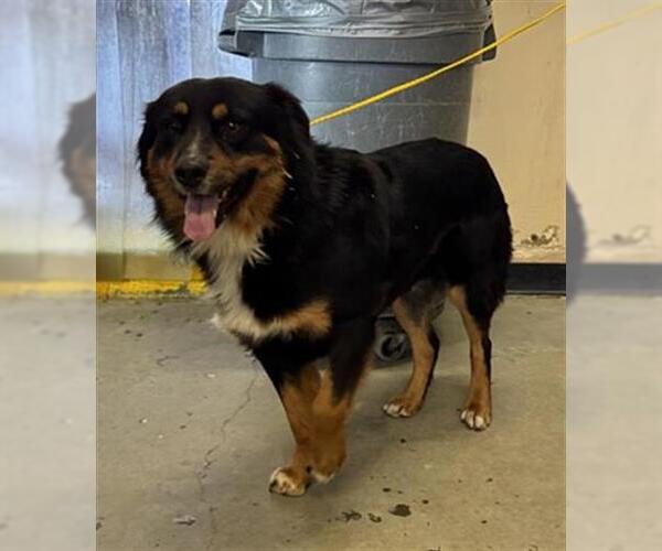 Medium Photo #1 Australian Shepherd-Unknown Mix Puppy For Sale in Camarillo, CA, USA