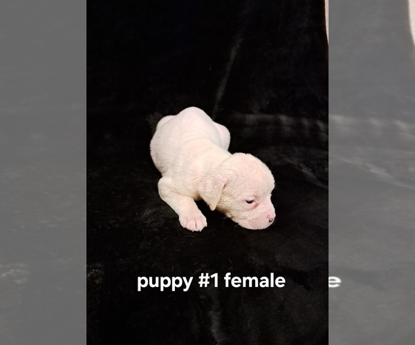 Medium Photo #6 American Bulldog Puppy For Sale in INDEPENDENCE, MO, USA