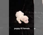 Small Photo #6 American Bulldog Puppy For Sale in INDEPENDENCE, MO, USA