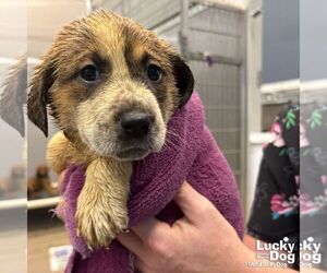 Retriever -Unknown Mix Dogs for adoption in Washington, DC, USA