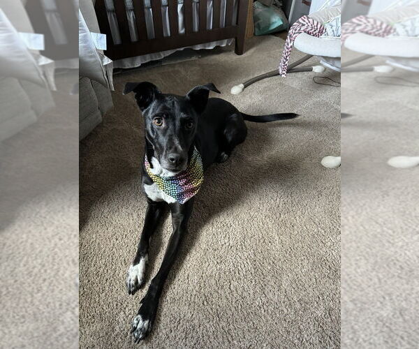 Medium Photo #1 Labrador Retriever-Unknown Mix Puppy For Sale in Lakewood, CO, USA