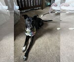 Small Labrador Retriever Mix