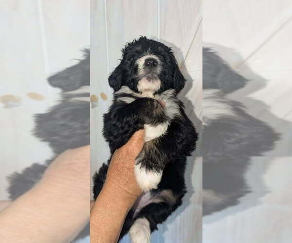 Medium Photo #13 Double Doodle Puppy For Sale in FAIRFIELD, CA, USA