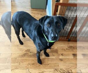 Labrador Retriever-Unknown Mix Dogs for adoption in Rockwall, TX, USA