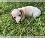 Small Photo #29 Dachshund Puppy For Sale in MONONA, IA, USA
