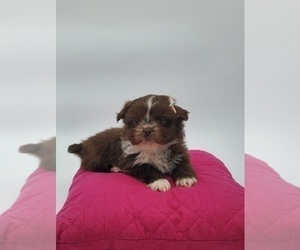Shih Tzu Puppy for sale in GOSHEN, IN, USA