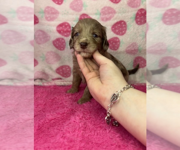 Medium Photo #1 Goldendoodle-Miniature Australian Shepherd Mix Puppy For Sale in AUSTIN, TX, USA