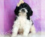 Small #2 Cavapoo (Miniature)