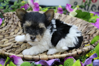 Biewer Terrier Puppy for sale in FARMINGTON, MO, USA