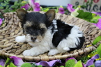 Small Photo #1 Biewer Terrier Puppy For Sale in FARMINGTON, MO, USA