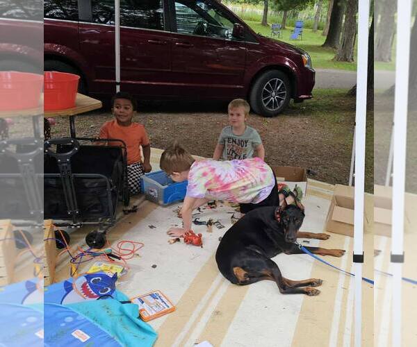 Medium Photo #5 Doberman Pinscher Puppy For Sale in Buffalo, MN, USA