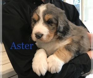 Bernedoodle Puppy for Sale in ALBANY, Oregon USA