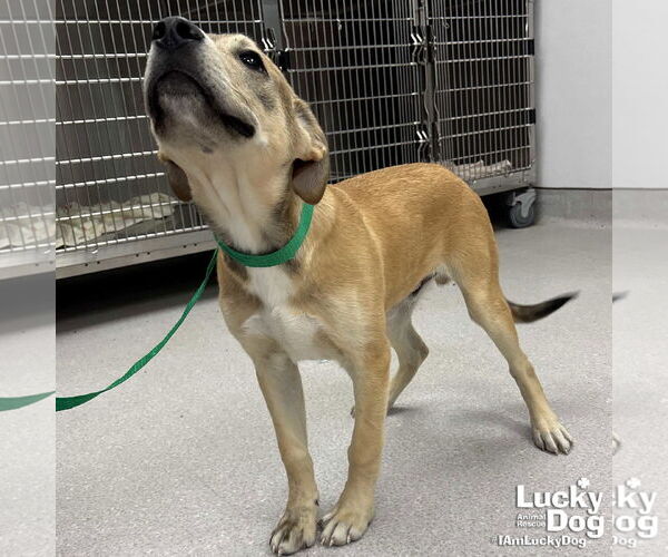 Medium Photo #2 Mutt Puppy For Sale in Washington, DC, USA