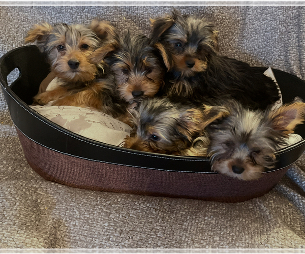 Medium Photo #1 Yorkshire Terrier Puppy For Sale in PRAIRIE DU CHIEN, WI, USA