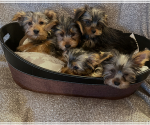 Yorkshire Terrier Puppy for sale in PRAIRIE DU CHIEN, WI, USA