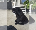 Small Photo #42 Newfoundland Puppy For Sale in TILTON, IL, USA