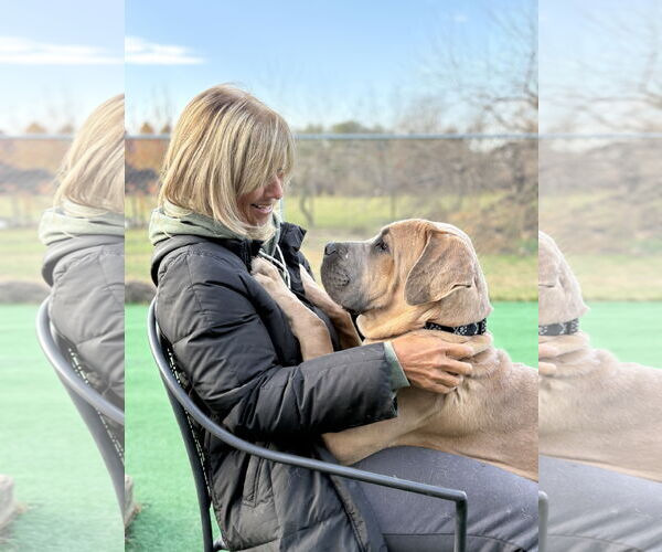 Medium Photo #2 Mutt Puppy For Sale in Spring Lake, NJ, USA