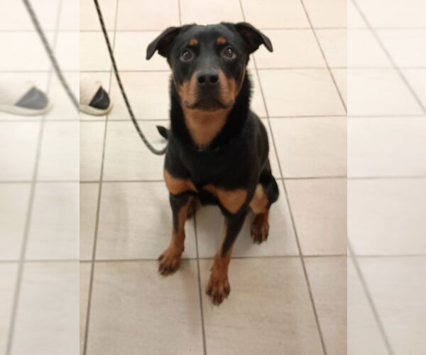 Medium Photo #4 Rottweiler-Unknown Mix Puppy For Sale in Virginia Beach, VA, USA