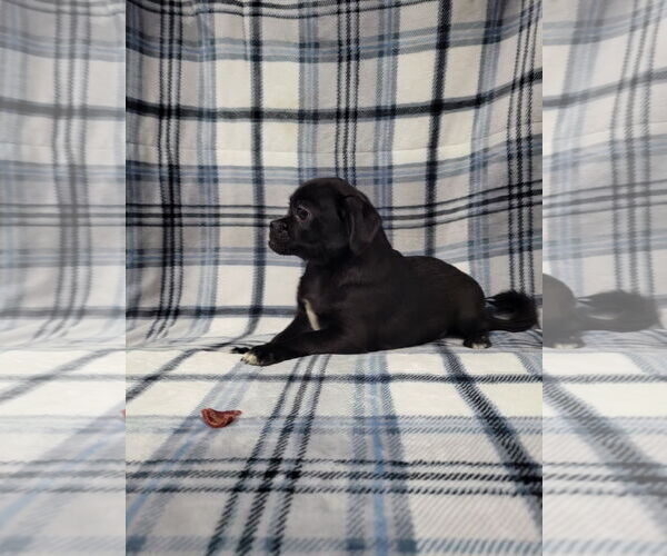 Medium Photo #3 Chug Puppy For Sale in Lincolnwood, IL, USA