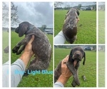Puppy Male Litle Blue German Shorthaired Pointer