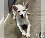 Small #1 Carolina Dog Mix
