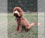Small Photo #1 Goldendoodle Puppy For Sale in LOS ALAMITOS, CA, USA