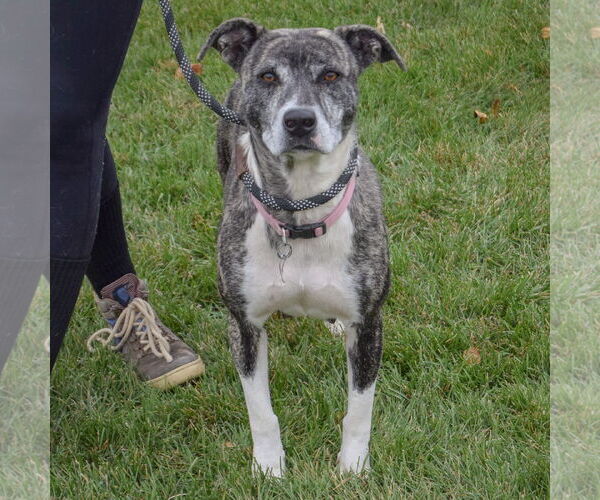 Medium Photo #3 Catahoula Leopard Dog-Unknown Mix Puppy For Sale in Huntley, IL, USA