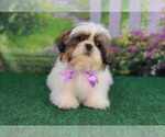 Small Photo #2 Shih Tzu Puppy For Sale in QUAPAW, OK, USA