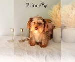 Small #21 Yorkshire Terrier
