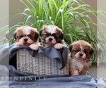 Small #2 Shih Tzu